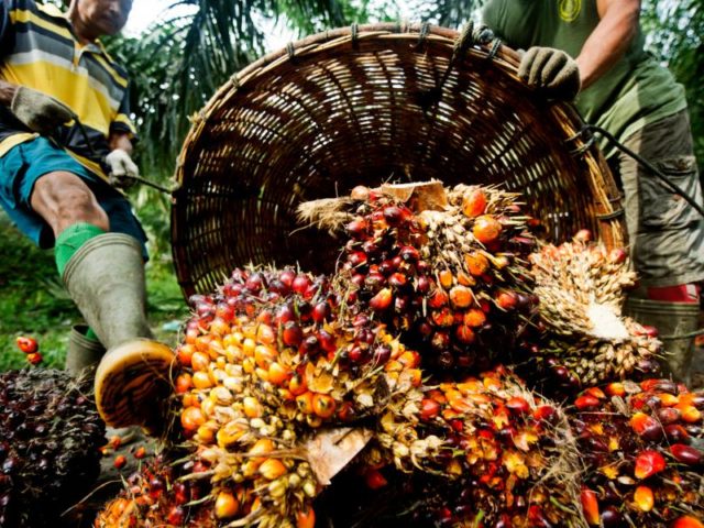 8 Things to Know About Palm Oil
