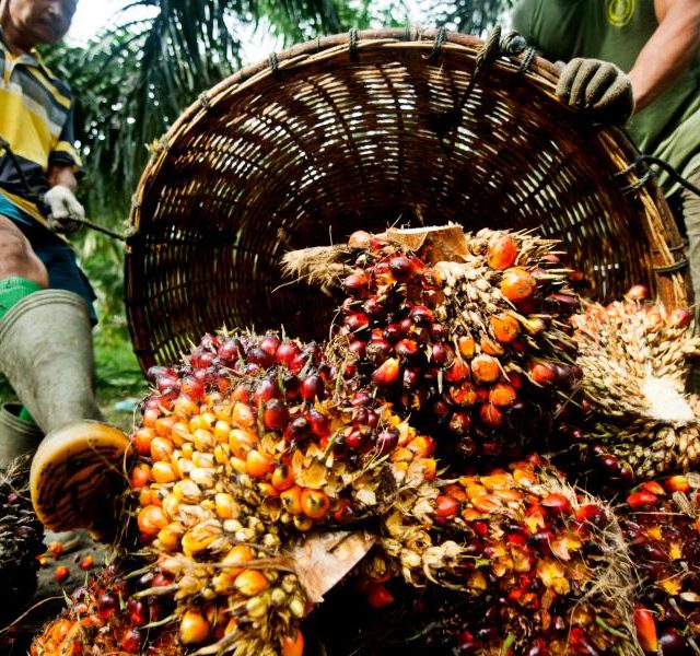 8 Things to Know About Palm Oil